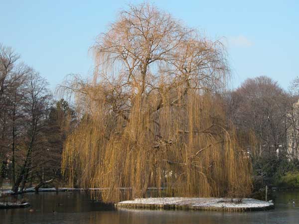salix alba tristis 04
