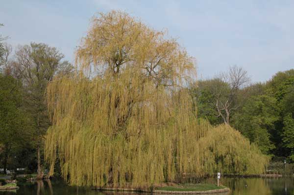 salix alba tristis 05