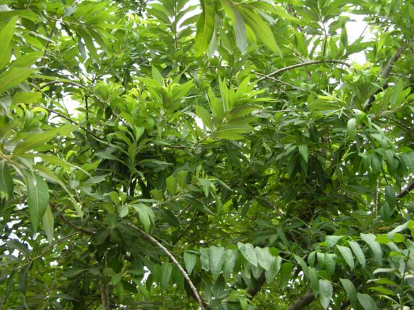 salix canariensis 02