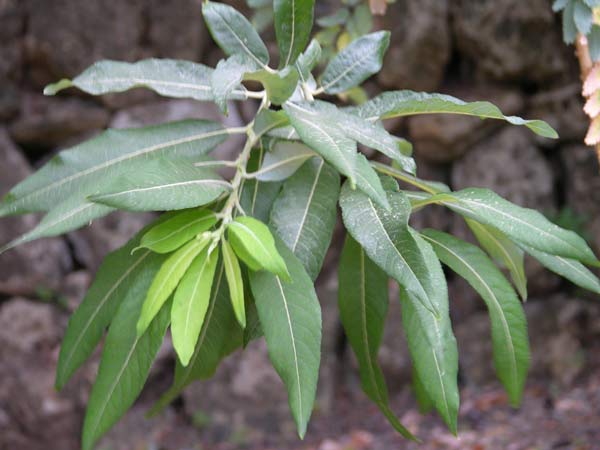 salix canariensis 03