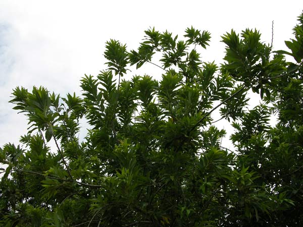 salix canariensis 04