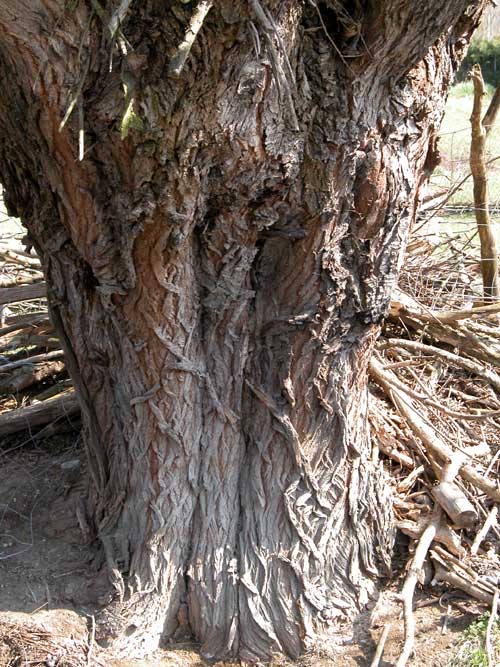 salix sp 01