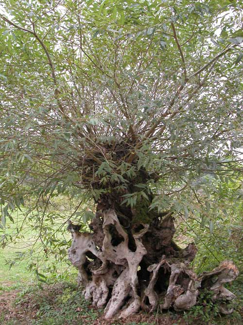salix sp 05