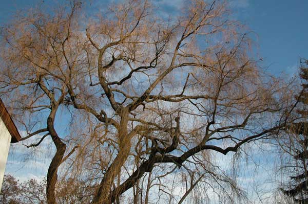salix sp 06