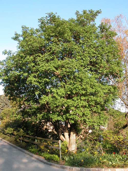 sambucus nigra 01