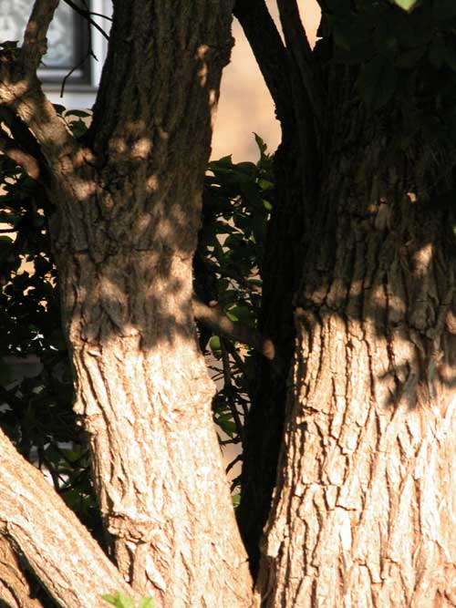 sambucus nigra 02