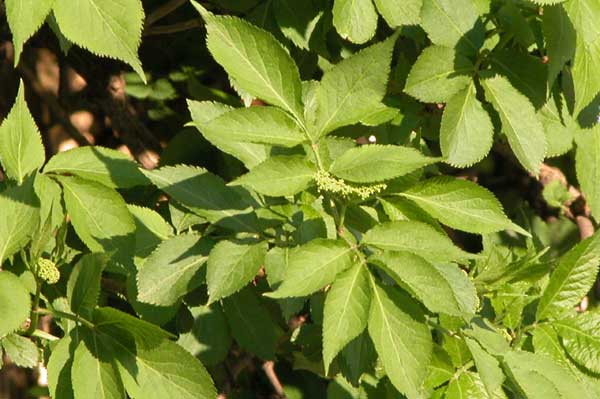 sambucus nigra 03