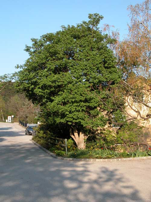 sambucus nigra 04