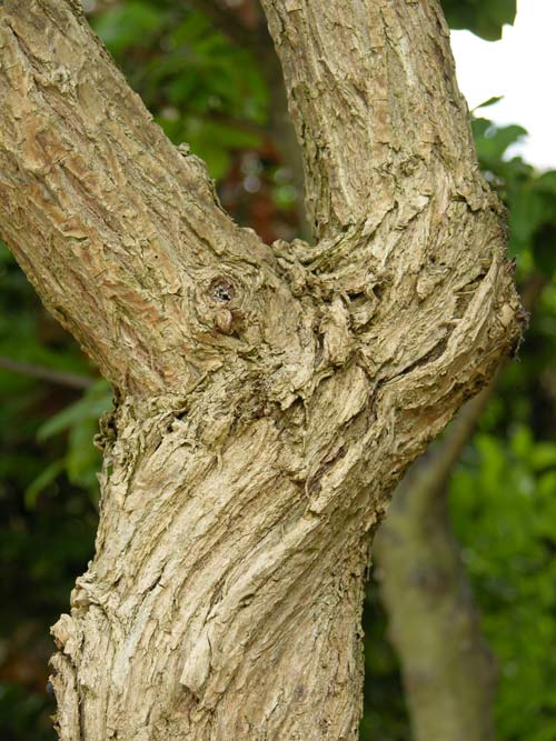 sambucus palmensis 01