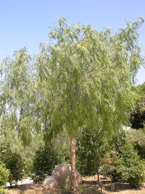 schinus molle 01