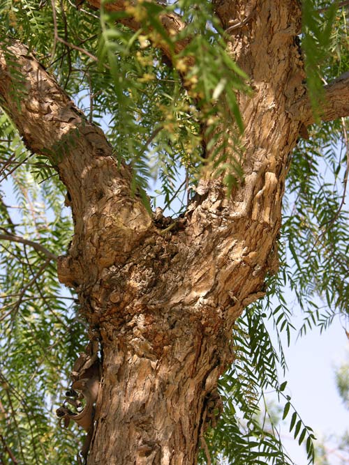 schinus molle 02