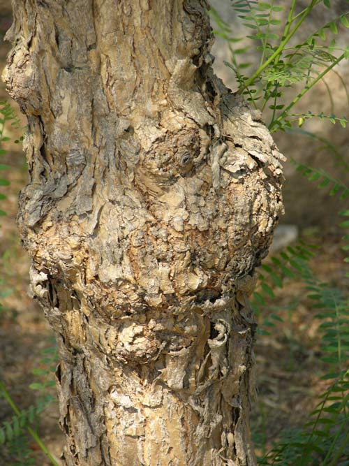 schinus molle 03