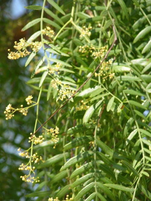 schinus molle 04