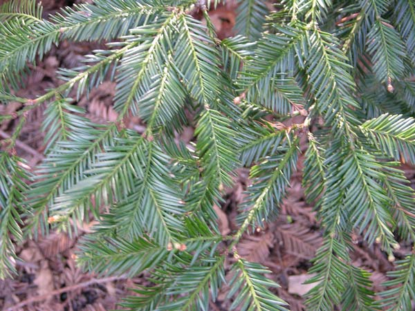 sequoia sempervirens 01