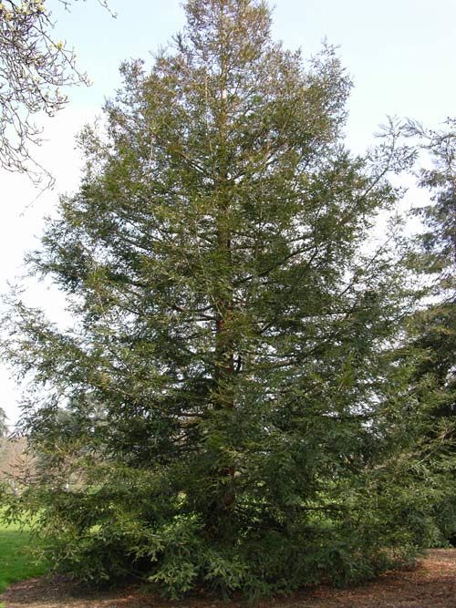 sequoia sempervirens 02
