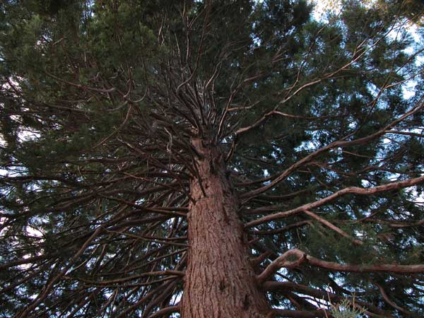 sequoiadendron giganteum 01