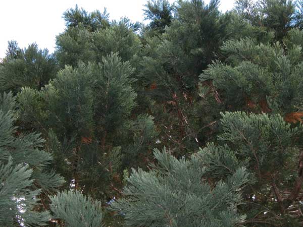 sequoiadendron giganteum 02
