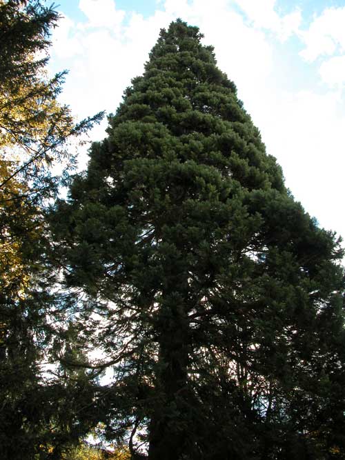 sequoiadendron giganteum 03