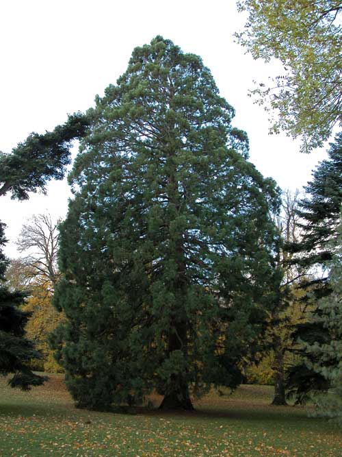 sequoiadendron giganteum 04