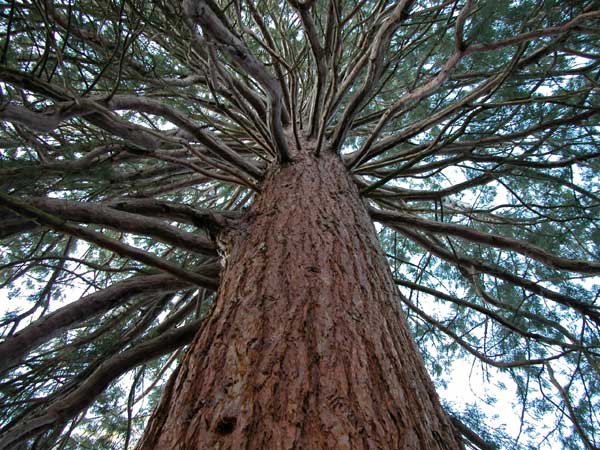sequoiadendron giganteum 05