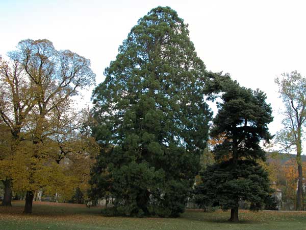 sequoiadendron giganteum 06