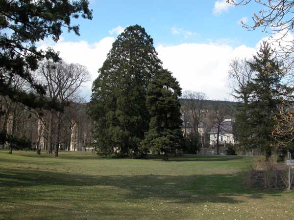 sequoiadendron giganteum 08