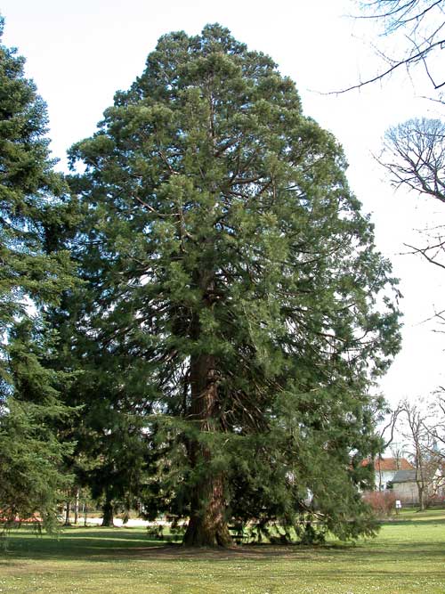 sequoiadendron giganteum 09