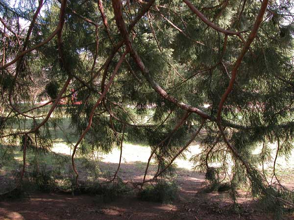 sequoiadendron giganteum 10