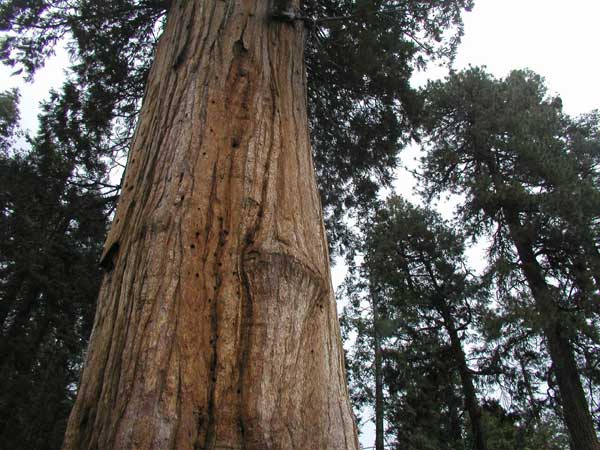 sequoiadendron giganteum 11