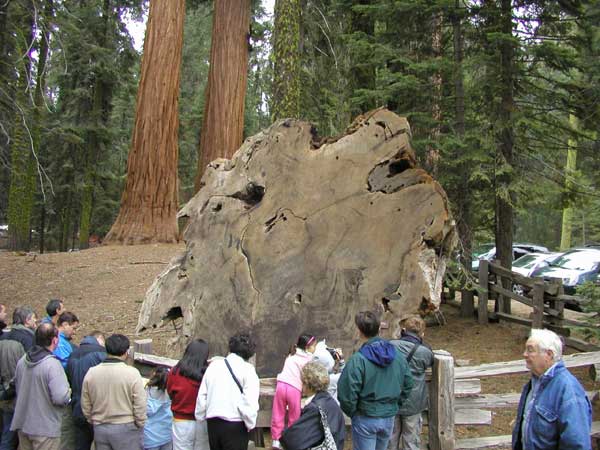 sequoiadendron giganteum 12