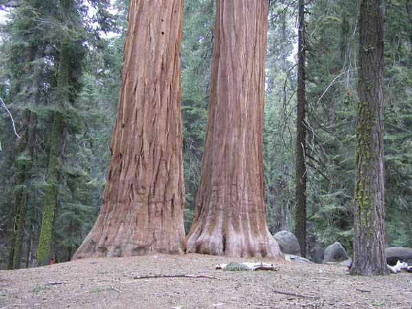 sequoiadendron giganteum 13