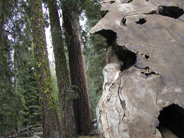 sequoiadendron giganteum 14