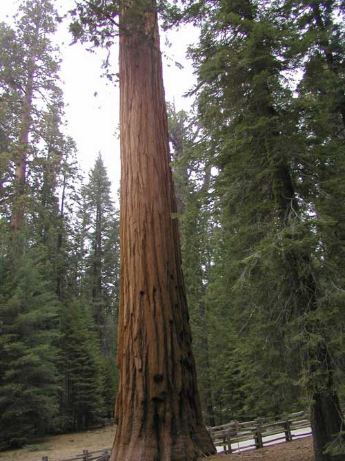 sequoiadendron giganteum 15