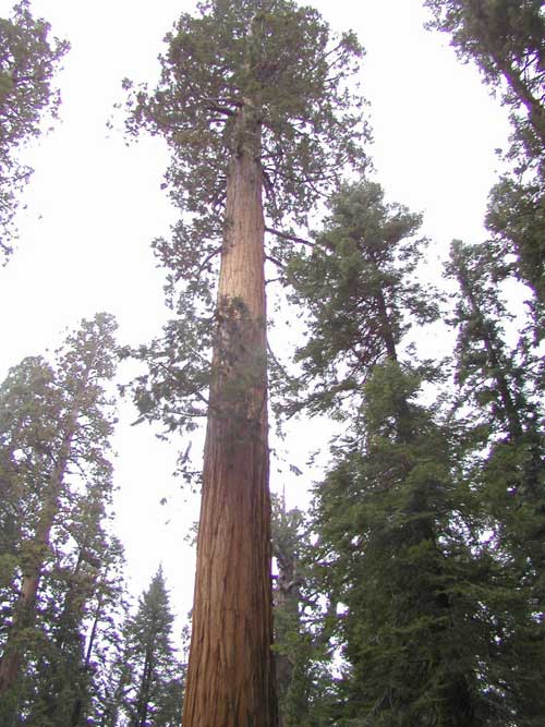 sequoiadendron giganteum 16