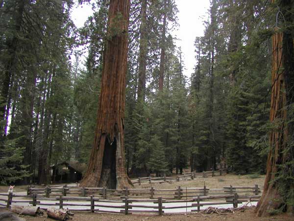 sequoiadendron giganteum 17