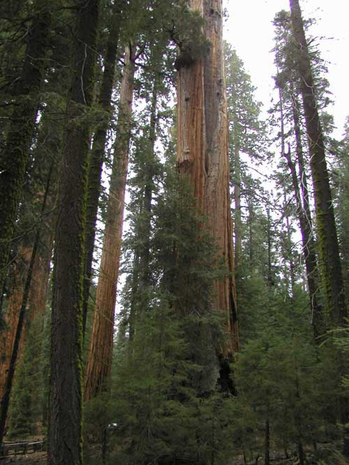 sequoiadendron giganteum 18