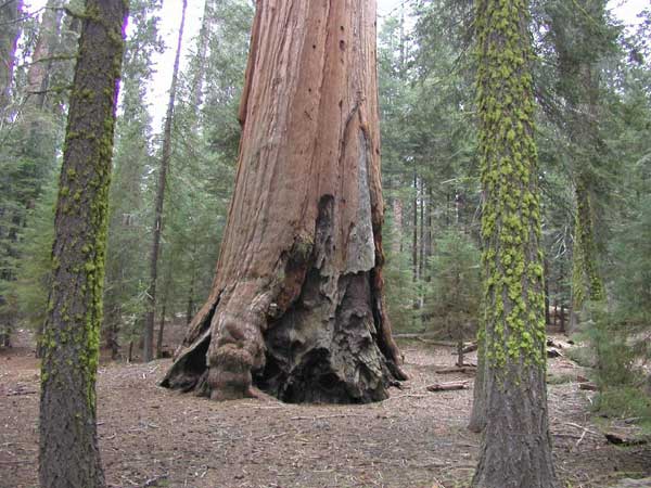 sequoiadendron giganteum 19