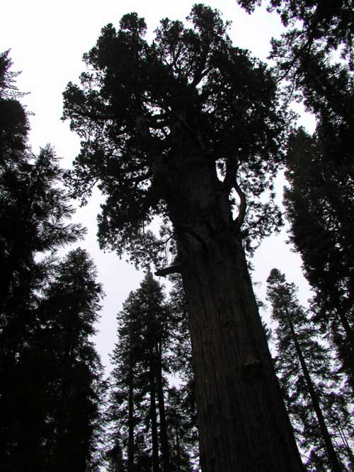 sequoiadendron giganteum 20