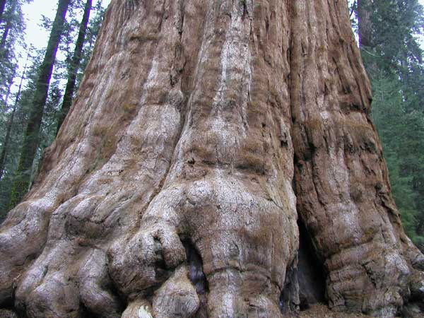 sequoiadendron giganteum 21