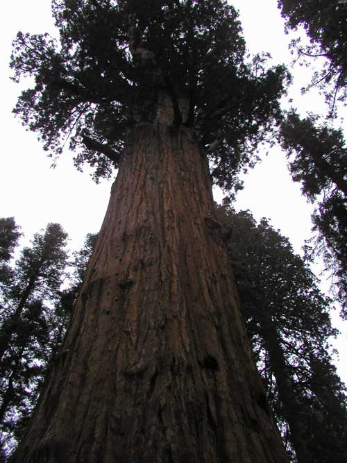 sequoiadendron giganteum 22