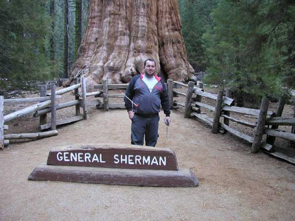 sequoiadendron giganteum 23