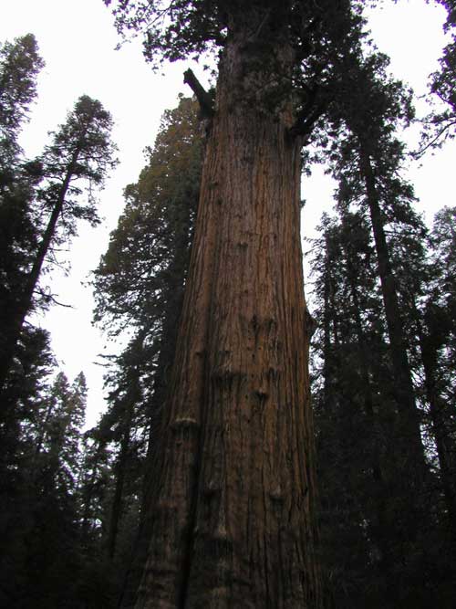 sequoiadendron giganteum 24