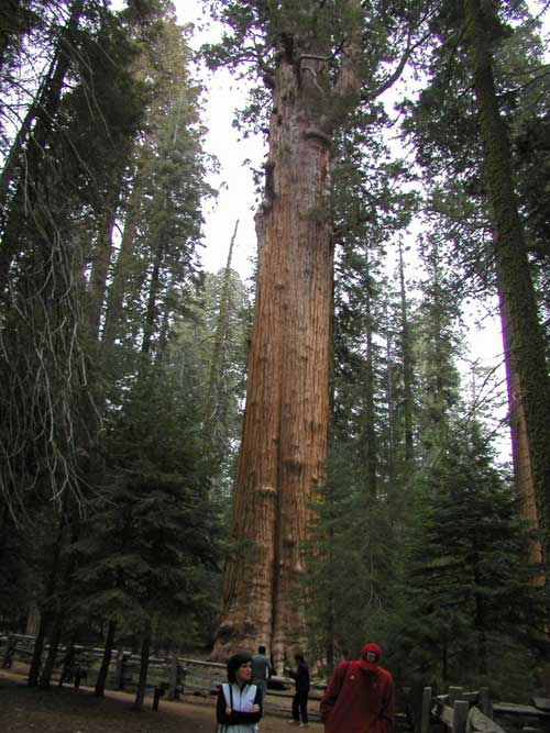 sequoiadendron giganteum 25