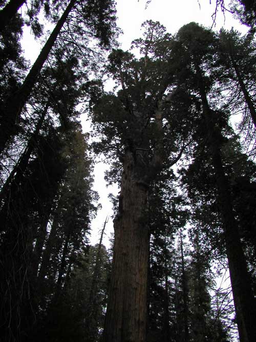 sequoiadendron giganteum 26