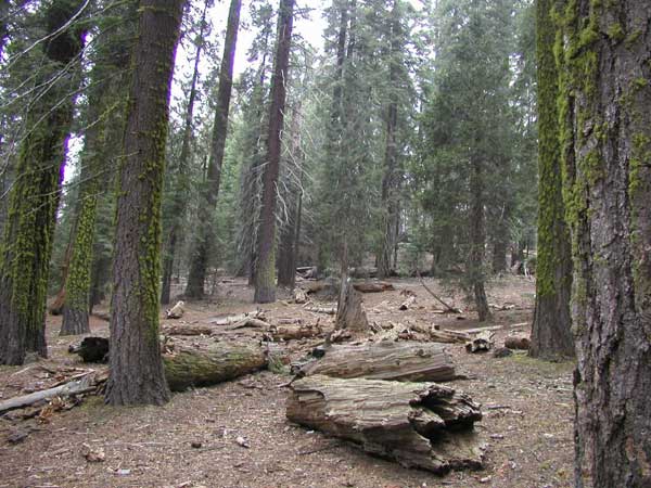 sequoiadendron giganteum 27
