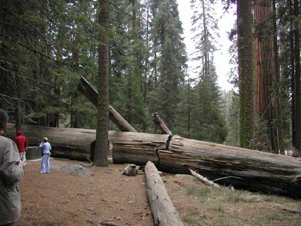 sequoiadendron giganteum 28