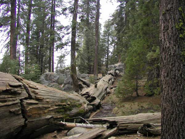 sequoiadendron giganteum 29