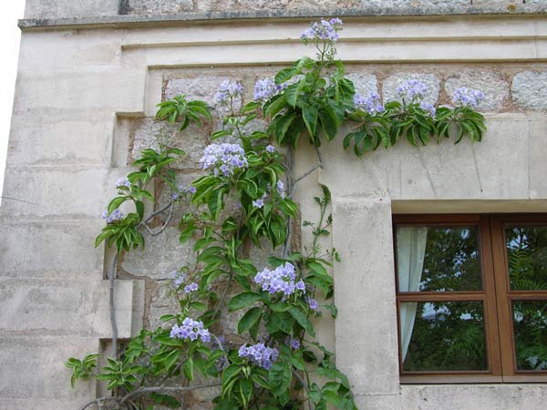 solanum wendlandii 02
