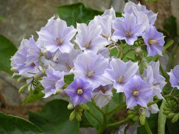 solanum wendlandii 03