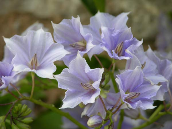 solanum wendlandii 04